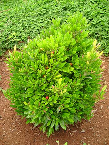 معرفی و راهنمای پرورش گیاهان دارویی - میراکِل غول پیکر